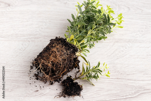 Fotografi On a wooden surface, the root system of a home plant Japanese euonymus
