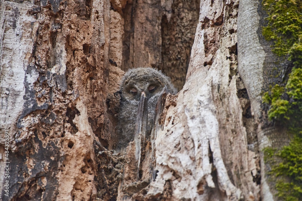 Young Ural Owls (Strix uralensis) sitting on nest Young Ural Owls (Strix uralensis) sitting on nest