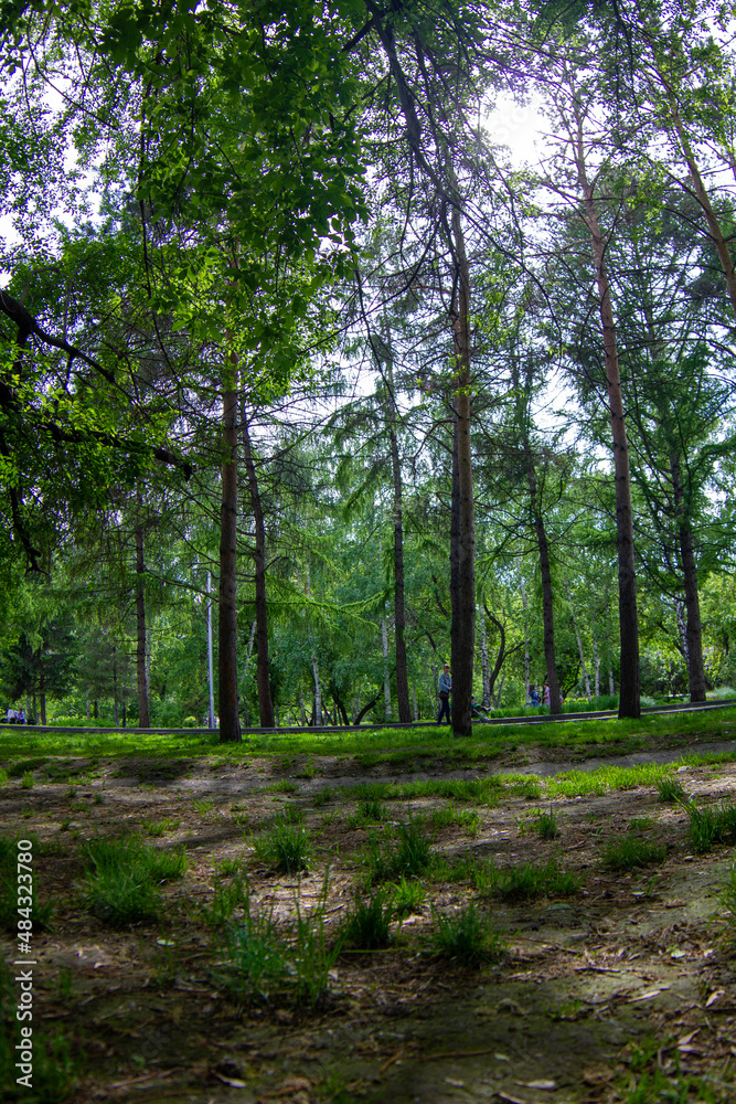 path in the forest