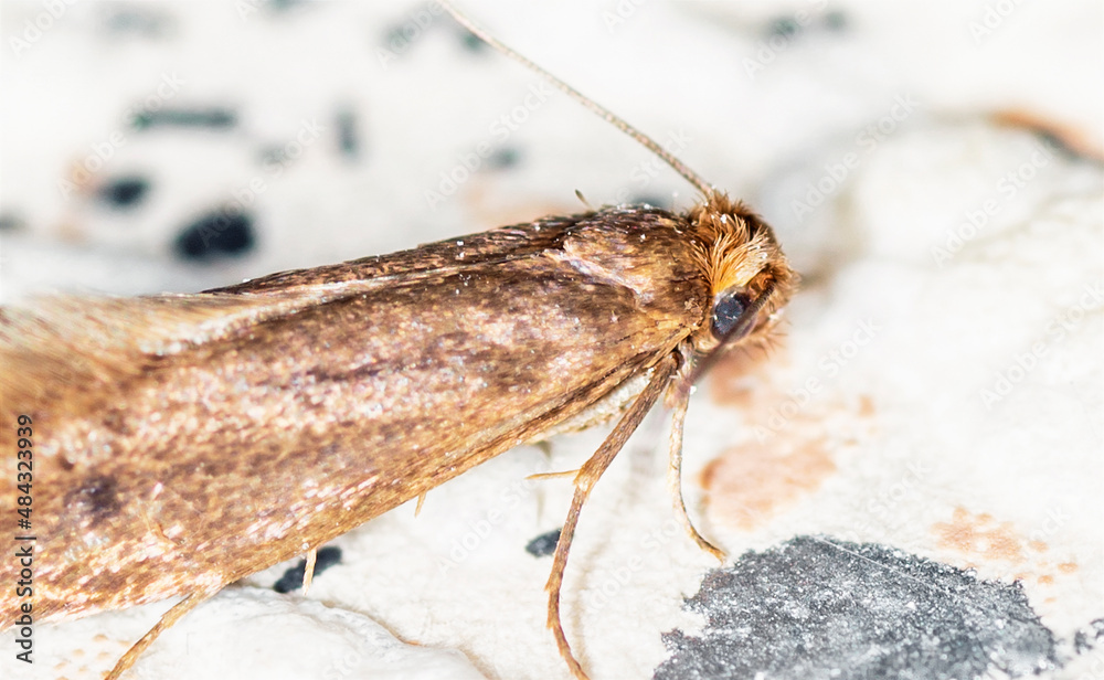 Tinea pellionella, the case-bearing clothes moth, super macro photo