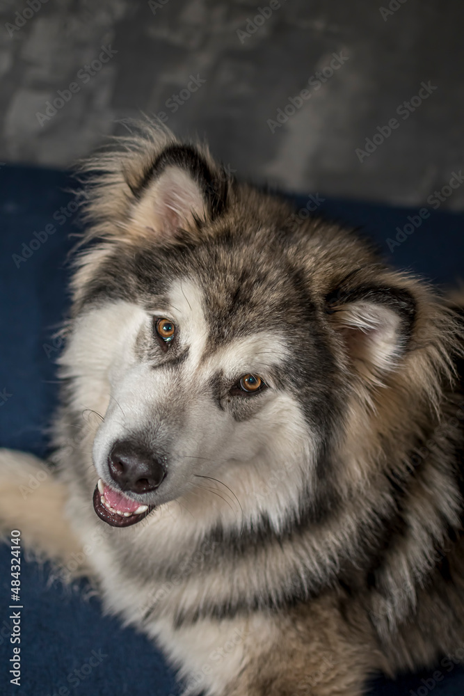 Obraz premium Smiling Alaskan Malamute on a blue couch. Young adorable doggy laying on a sofa. Playful look, furry snout. Selective focus on the details, blurred background.