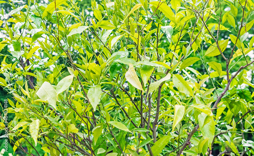 Obraz na płótnie Tangerine citrus tree after the rain, close-up of leaves and branches looking fresh w salonie