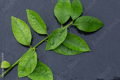 Fresh Cut Lime Leaves on Wet Dark Stone
