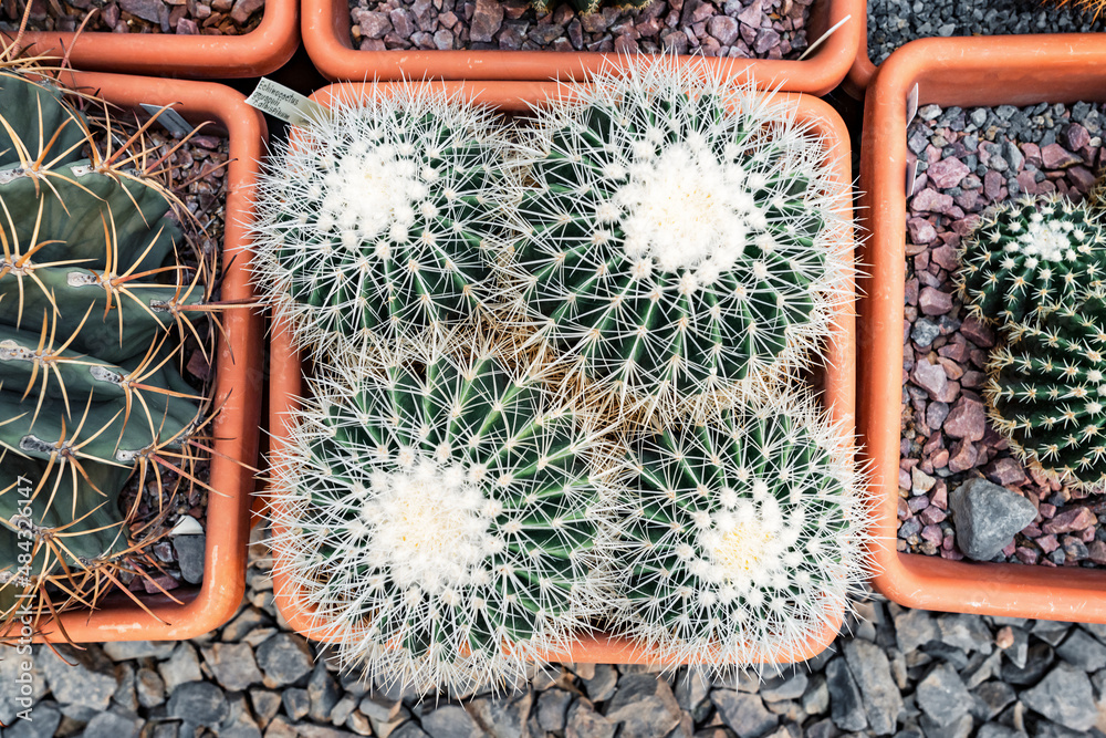 Four succulents echinocactus grusonii f. albispinus with sharp white needles in a pot, top view