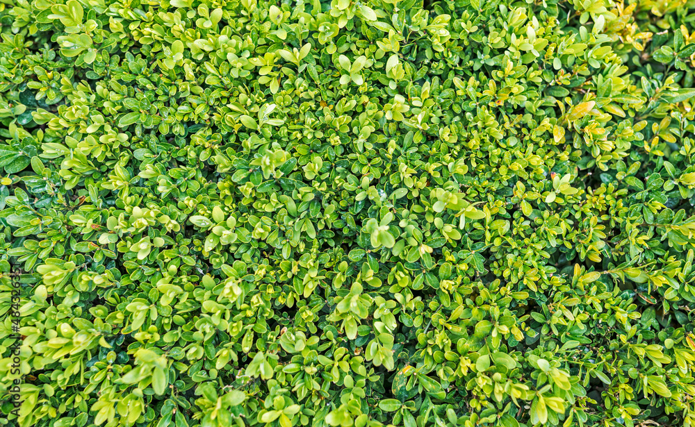 Lots of fresh green leaves close-up, texture of clipped shrubs