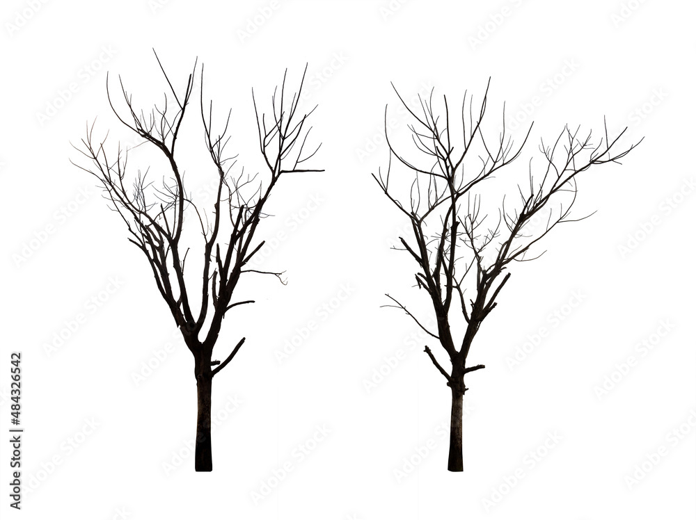 Collection of black tree silhouettes isolated on white background , silhouette of trees Collection of black tree silhouettes isolated on white background , silhouette of trees