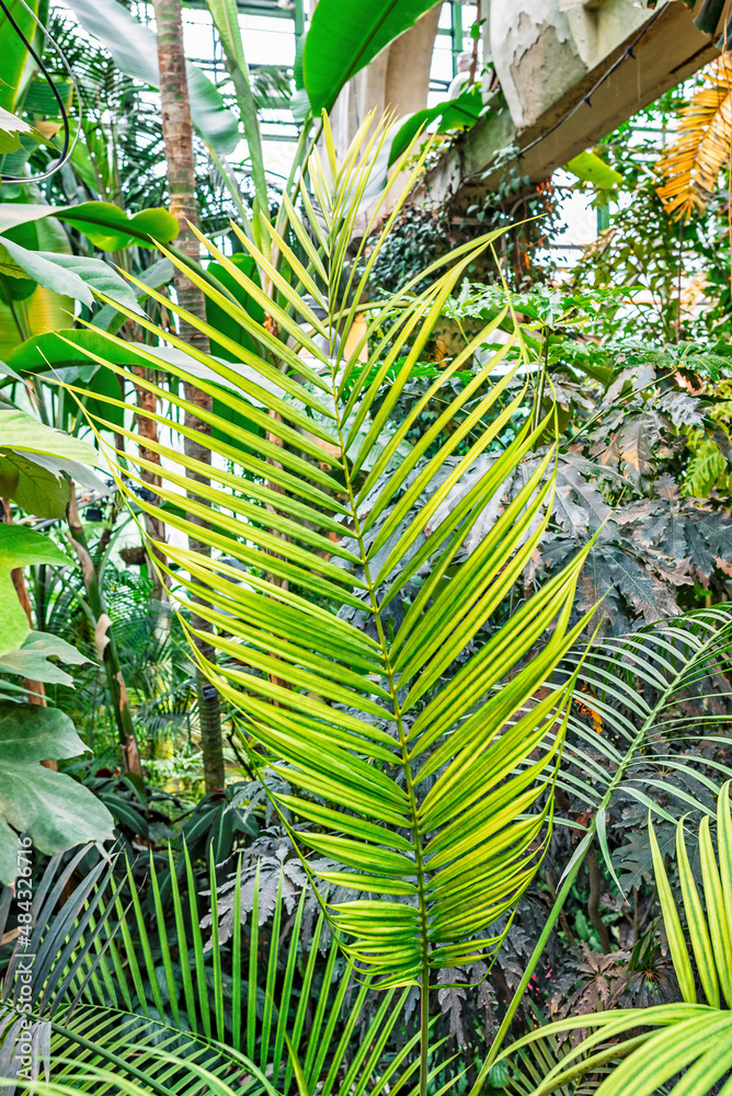 Large yellow-green pinnate leaf of a tropical palm in a greenhouse against a backdrop of other plants, vertical photo