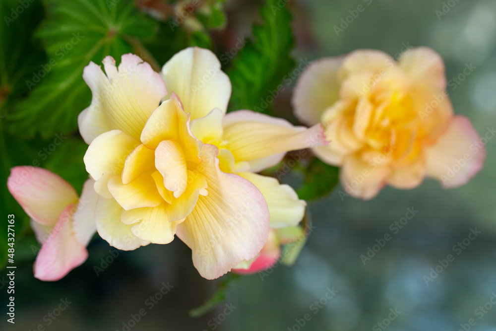 Naklejka premium Beautiful pink-yellow begonia with lush flowers. Floriculture, hobby, home flowers.
