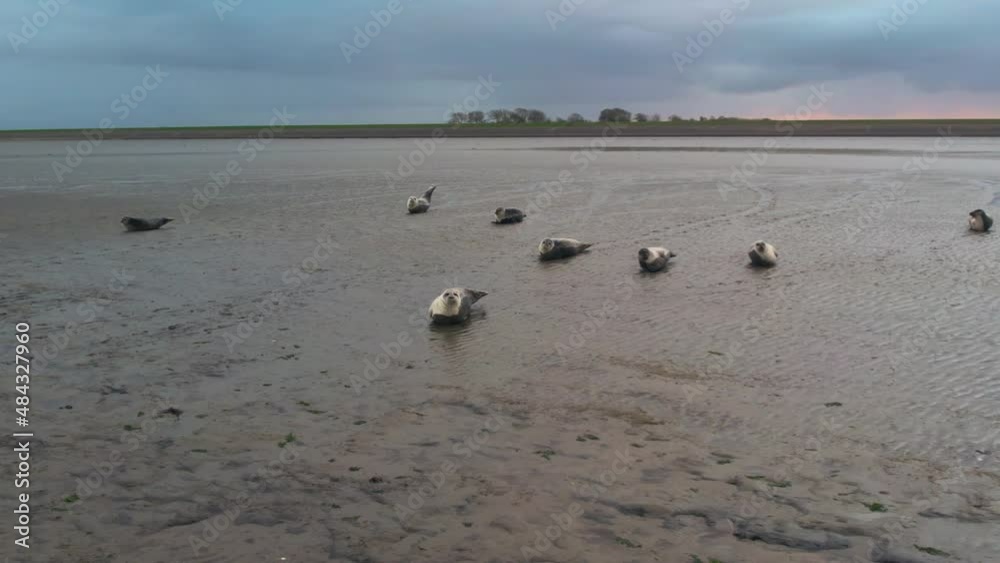 AERIAL - Common seal colony in Wadden Islands, Netherlands, forward slow motion AERIAL - Common seal colony in Wadden Islands, Netherlands, forward slow motion