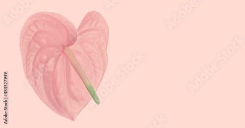 Pink flower in the shape of a heart isolated on pink background