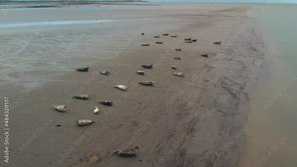 AERIAL - Colony of common seals in Wadden Sea Island mudflats, Netherlands AERIAL - Colony of common seals in Wadden Sea Island mudflats, Netherlands