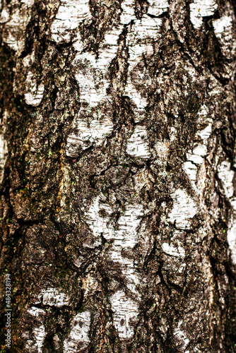 Fototapeta Naklejka Na Ścianę i Meble -  Birch, tree bark close-up with green moss
