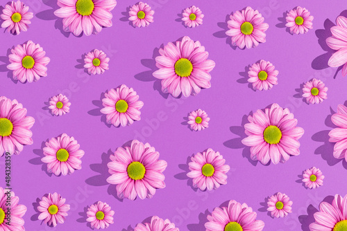 Fototapeta Naklejka Na Ścianę i Meble -  Purple flowers on a light purple background. Minimal love or woman's day concept. Creative nature background. Sunny day shadows.