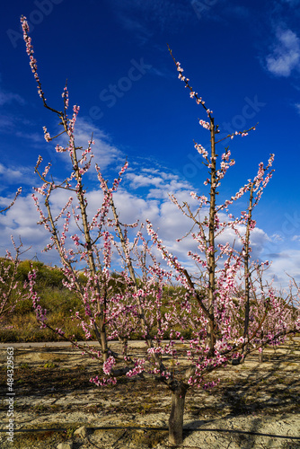Peach blossom in Cieza La Torre in the Murcia region in Spain