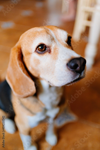 Beagle. a hunting breed of dog bred in the UK. Medium-sized with short legs and long and soft ears. Pets. goods and feed for animals. veterinary clinic.
