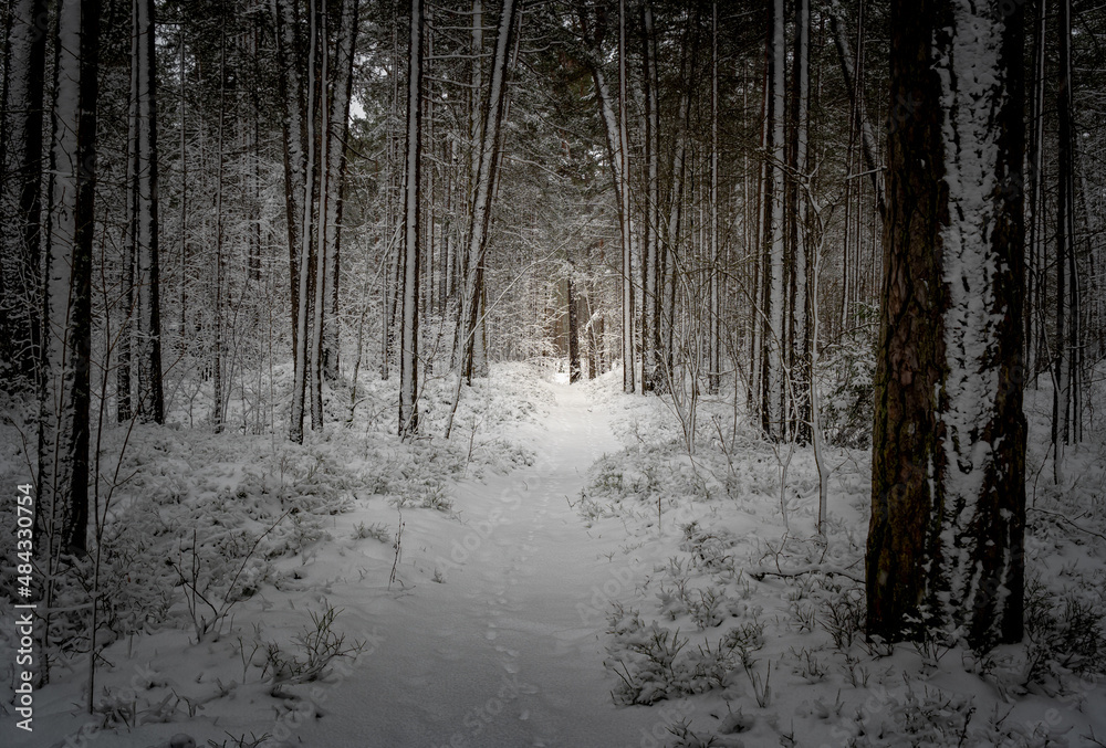 Naklejka premium View of a snowy forest. Pine forest in winter.