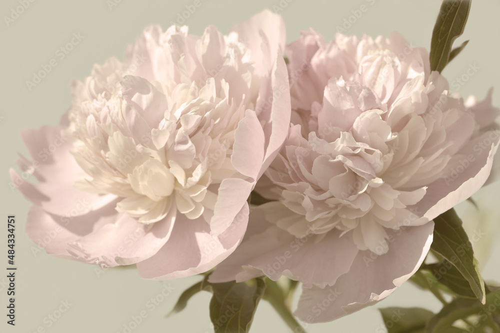old style photo of peonies old style photo of peonies