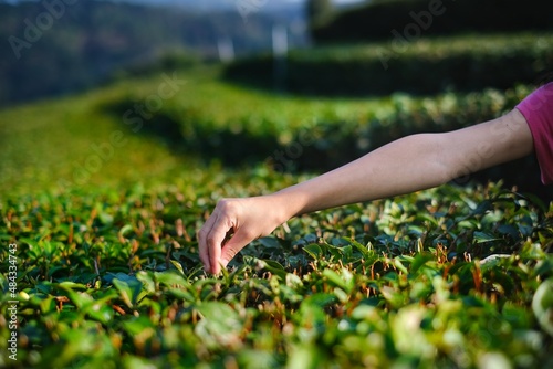 A cute young Asian girl is working in a tea tree plantation, harvesting green tea buds in the morning. Female terrace farming worker picking tea leaves. © Sirichai