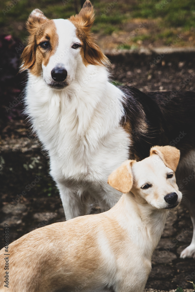 two mixed breed dogs looking at camera