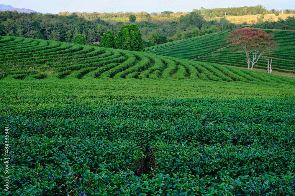 Scenic view of terrace farming of tea planation on a hill in northern Thailand with rows of  tea trees in staircase pattern down the mountain.