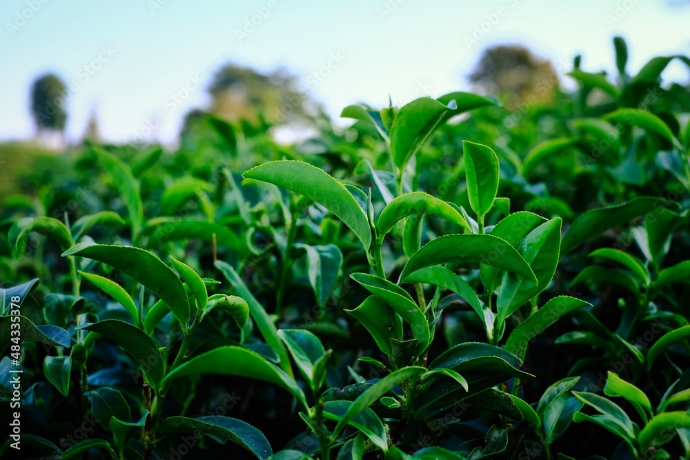 Closeup picture of green tea leaves at a terrace farming at the top of a mountain in northern Thailand.