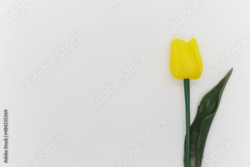 Beautiful yellow tulip isolated on white background