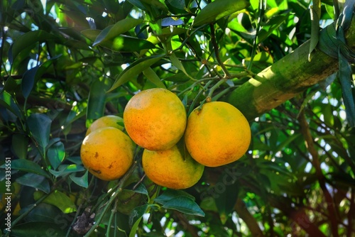 A closeup picture of ripe tangerine fruits hanging from the tree in a orange orchard, ready to be picked. Orange and green orange on a branch with leaves in a plantation.