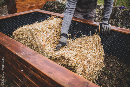 Man filling straw into the raised bed photo