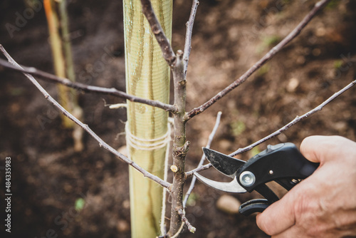Cutting and pruning branches of a young apple tree photo