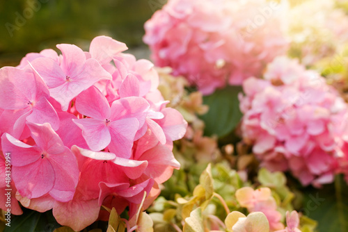 Beautiful pink flowers of hydrangea close up