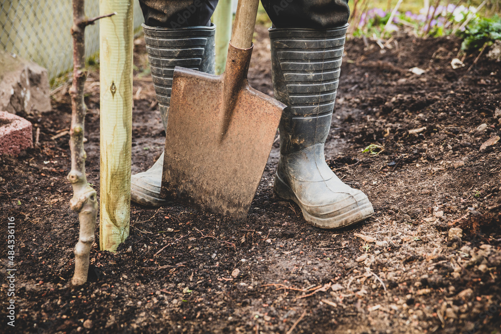 man with shovel planting a young apple tree man with shovel planting a young apple tree