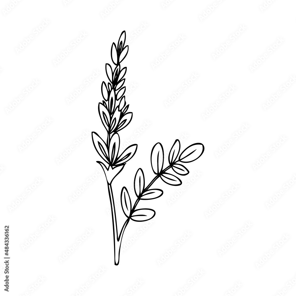 Fototapeta premium Licorice plant, flowers vector hand drawn illustration isolated on white, ink sketch, decorative herbal black doodle line art, medical herb for design cosmetic, natural medicine, food ingredient
