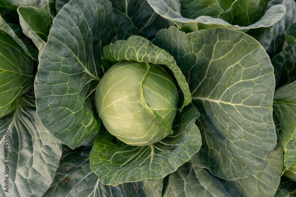 Obraz premium young cabbage grows in the farmer field