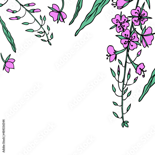 Decorative frame willow herb, Chamerion angustifolium, fireweed, rosebay, Healing herb hand drawn sketch vector isolated on white background, design bouquet for invite, packaging tea, cosmetic