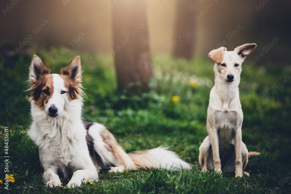 two cute mixed breed dogs sitting in the garden