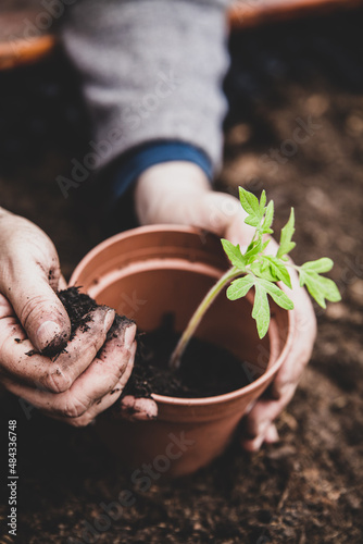 Replant of a tomato seedling into a plant pot