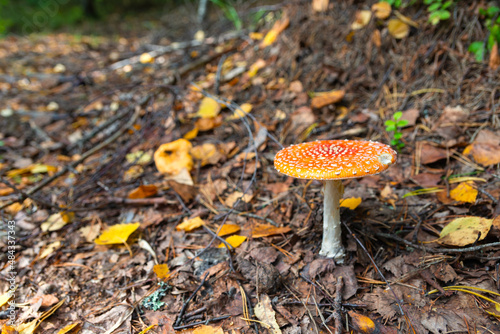 Red fly agaric (Amanita muscaria) in autumn forest. It is a mushroom of genus Fly Agaric of the Agaricales. belongs to basidiomycetes. widespread cosmopolitan. Poisonous, has psychoactive properties