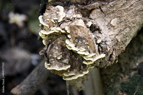 bracket fungi or shelf fungi growing on dead wood : pix SShukla