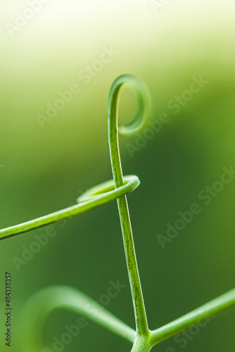 Fotografie Macro, tendril growing up, abstract curve and swirl