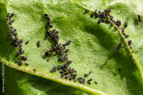 Fotografie Aphids and ants on a green leaf, insects in the garden