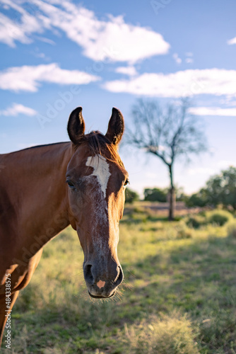 horse in the field