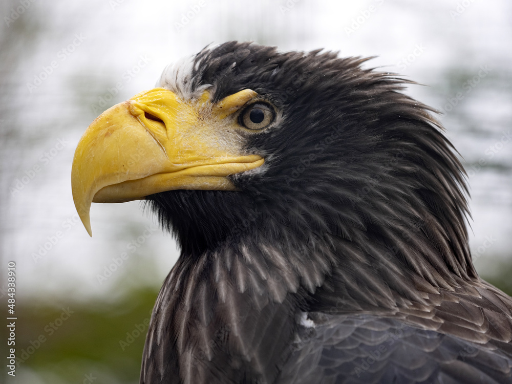 Obraz premium Steller's sea Eagle, Haliaeetus pelagicus. Portrait of one of the largest eagles.