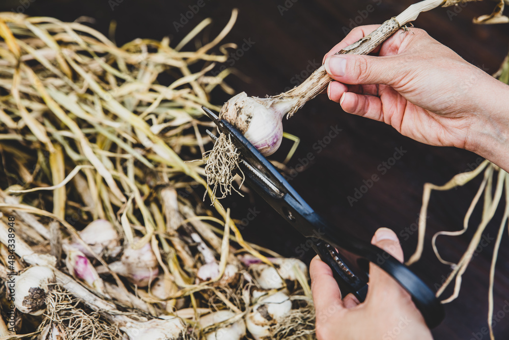Woman cuts roots from fresh garlic plants