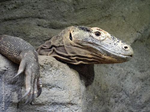 Portrait of Quince Monitor, Varanus Melinus who lives on the Molcian Islands
