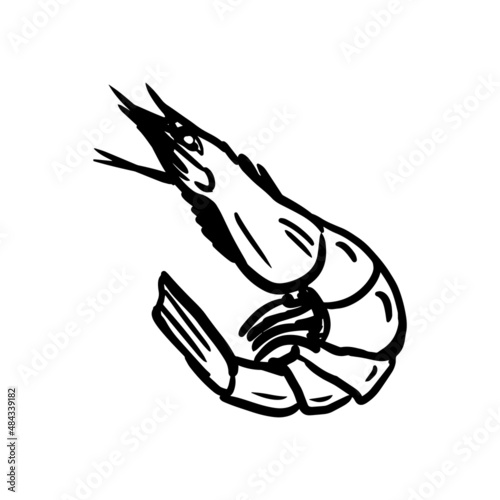 Sketch style icon of shrimp or prawn. Vector hand drawn illustration
