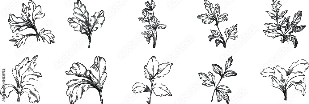 Parsley vector isolated plant with leaves. Herbal engraved style illustration. Detailed organic product sketch.The best for design logo, menu, label, icon, stamp.