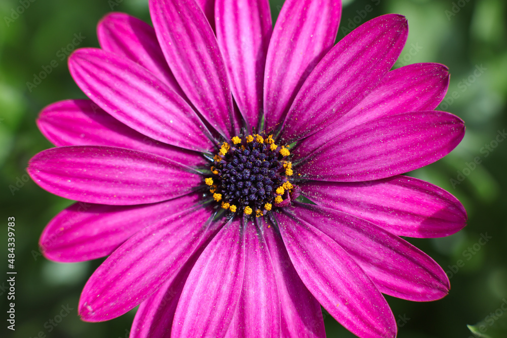 Lavender Cape Marguerite daisy ; frontal view ; closeup