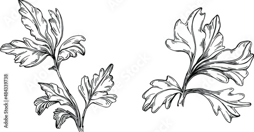 Parsley vector isolated plant with leaves. Herbal engraved style illustration. Detailed organic product sketch.The best for design logo  menu  label  icon  stamp.