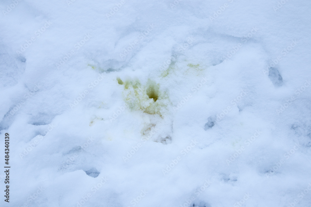 dog pee on the snow dog pee on the snow
