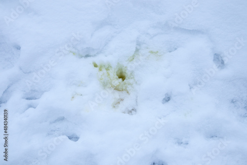 dog pee on the snow